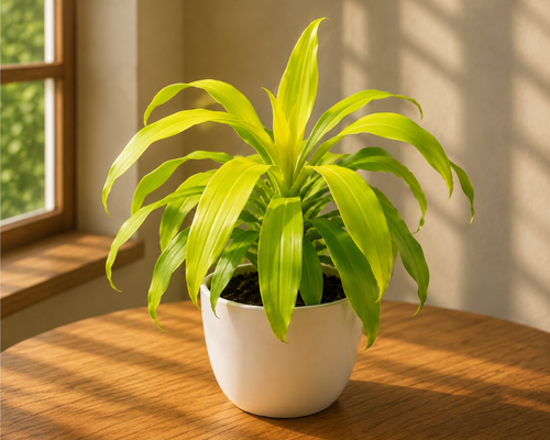 SBL - DRACAENA GOLD
